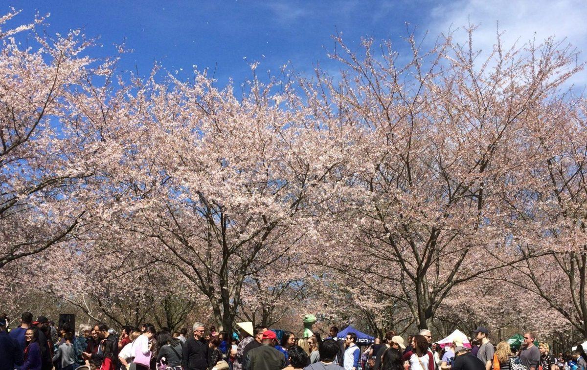 The festival celebrates Japanese culture 
(Photo courtesy of Katie White ’17).