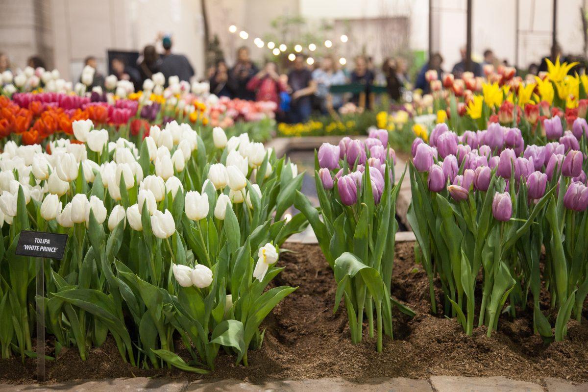 A display of tulips demonstrates the beauty of the Philadelphia Flower Show (Photo by Lauren Bourque ’19).