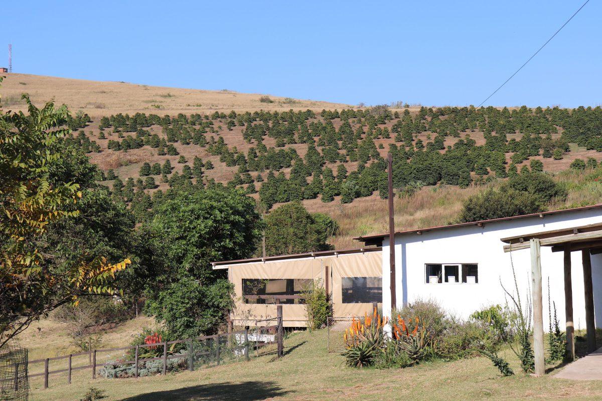 Assagay Coffee Farm, a 100-acre farm in Harrison Valley, in the KwaZulu-Natal province, is one of only two established coffee farms in South Africa. PHOTO: Rose Barrett '20