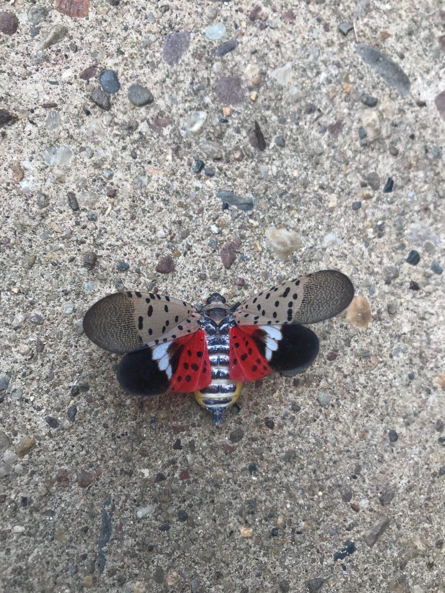 Spotted lanternfly sightings increase on campus. PHOTO: The Hawk
