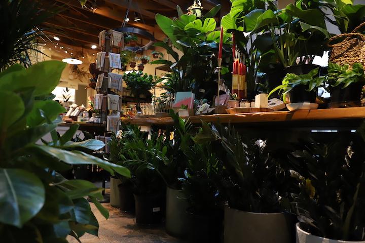 The interior of Vault + Vine, which sells plants, homegood items and more.
PHOTO: KELLY SHANNON ’24/THE HAWK