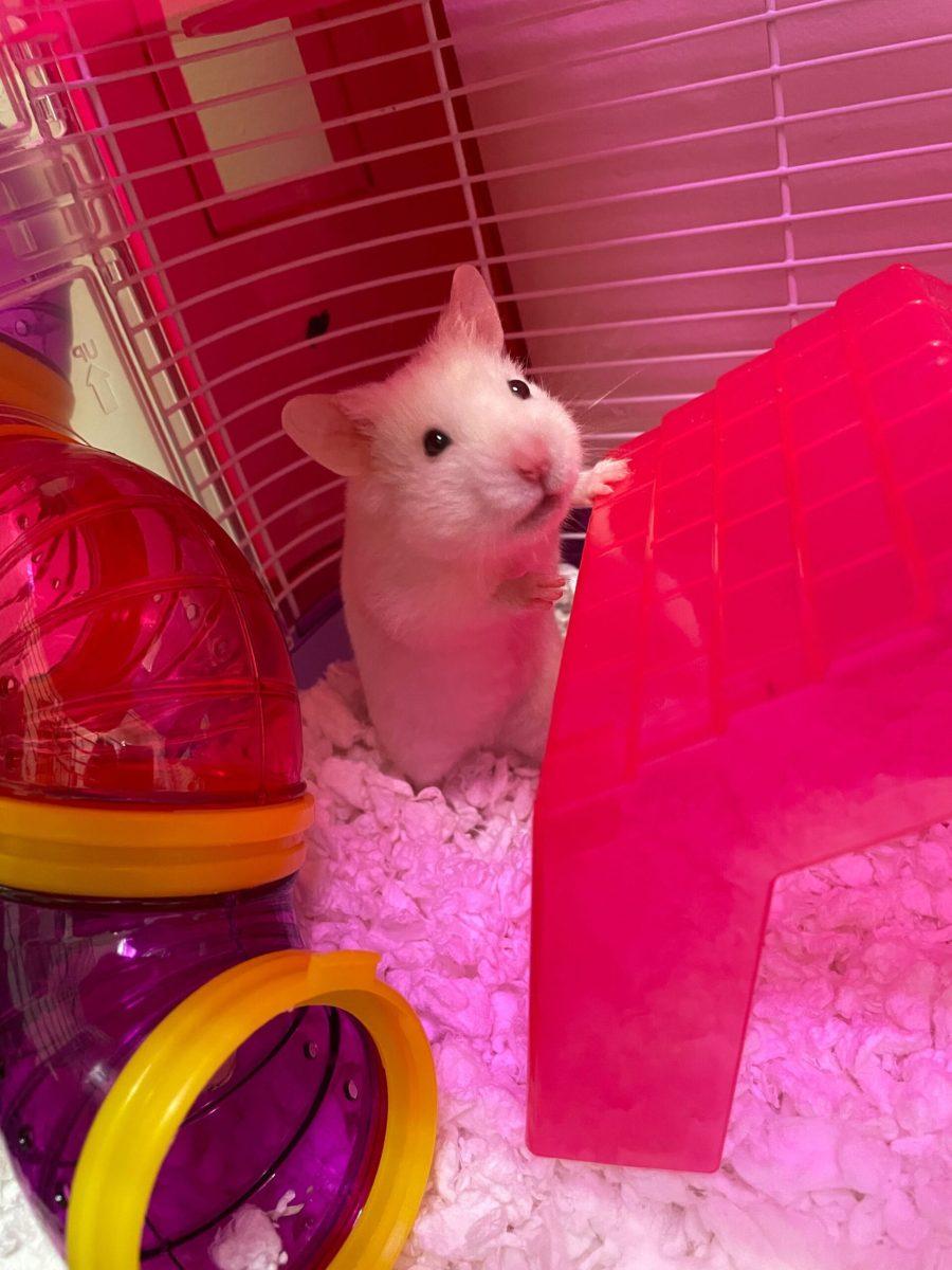 Gunther playing in his cage. PHOTO COURTESY: JULIET MENZ ’24