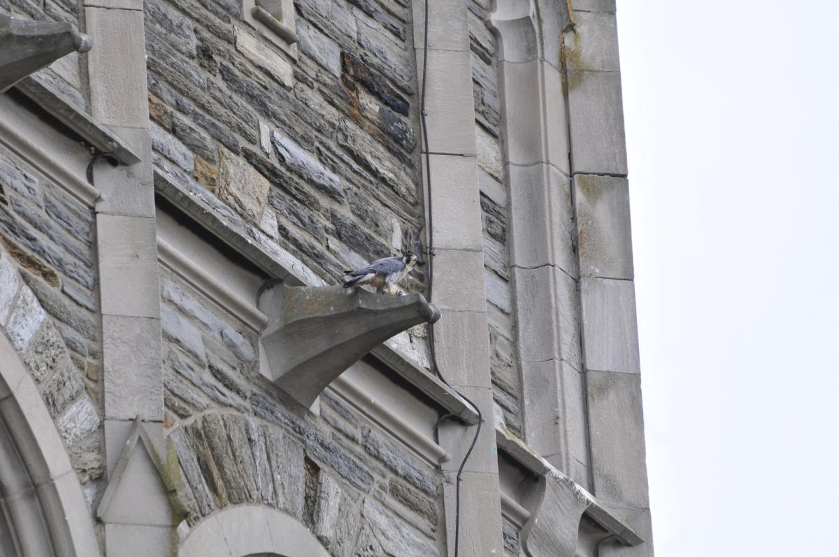 A photo of a peregrine falcon on the Hawk Hill campus. PHOTO: JOHN BRAVERMAN, PH.D., DIRECTOR OF ENVIRONMENTAL SCIENCE AND
SUSTAINABILITY STUDIES PROGRAM, COURTESY OF MAGGIE STINSON ’25