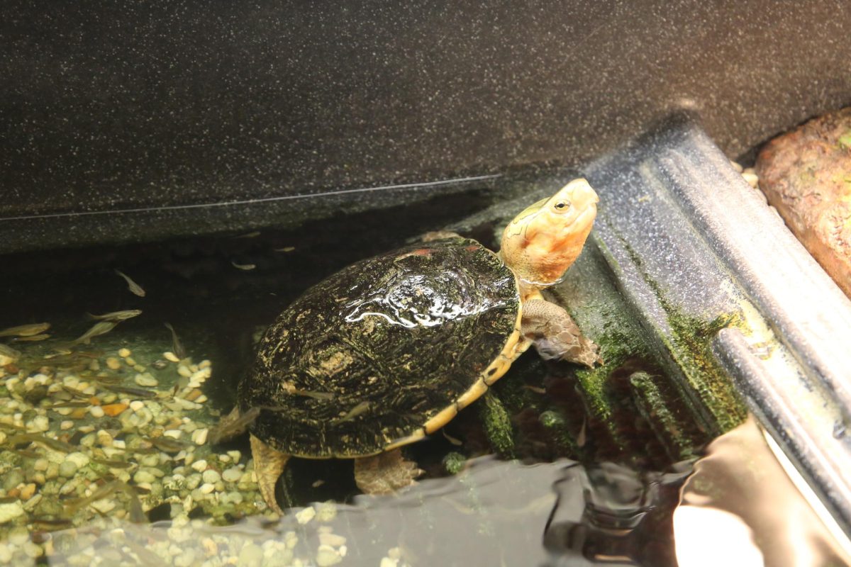 A turtle swimming around in its home in the Science Center’s Biodiversity Lab.