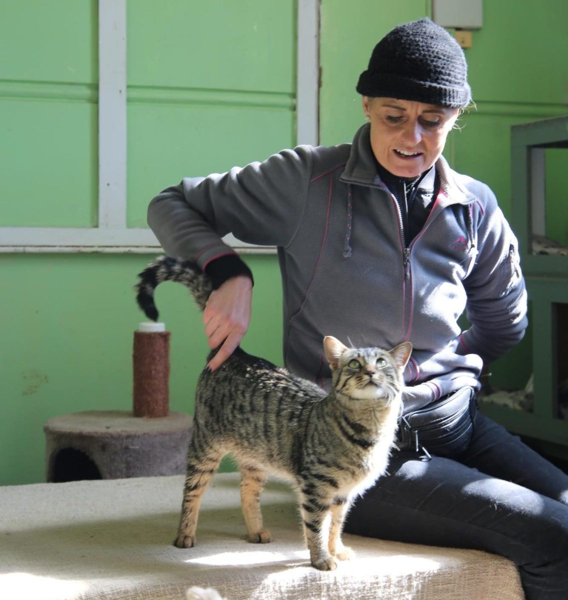 Michelle Potts-Weedman, who helps to run CLAW, plays with one of the cats in the cat room at the organization's facility.  PHOTO: SAHR KARIMU/THE HAWK