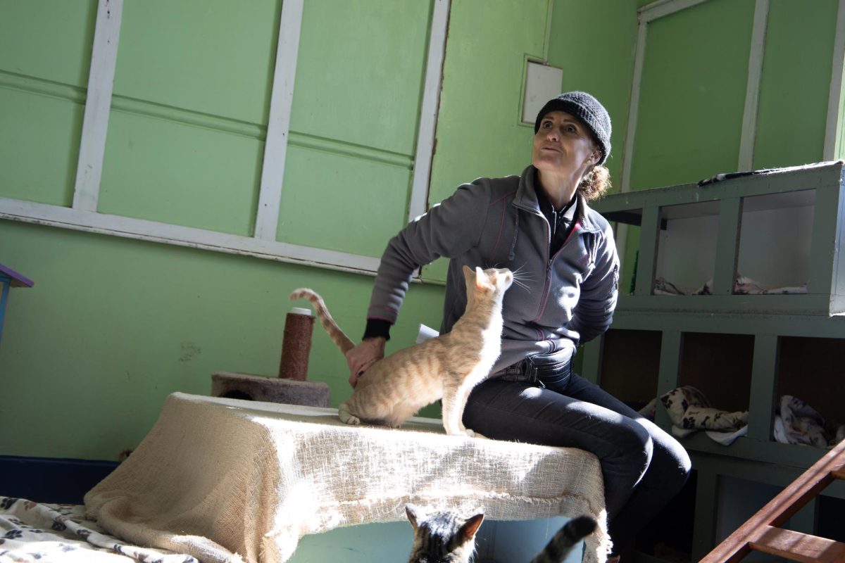 Michelle Potts-Weedman, who helps to run CLAW, plays with one of the cats in the cat room at the organization's facility.  PHOTO: SAHR KARIMU/THE HAWK